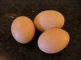 eggs