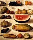 still life - fruits