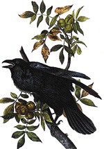 Audubon's raven
