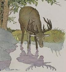 stag