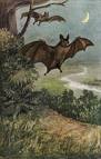 vampire bat